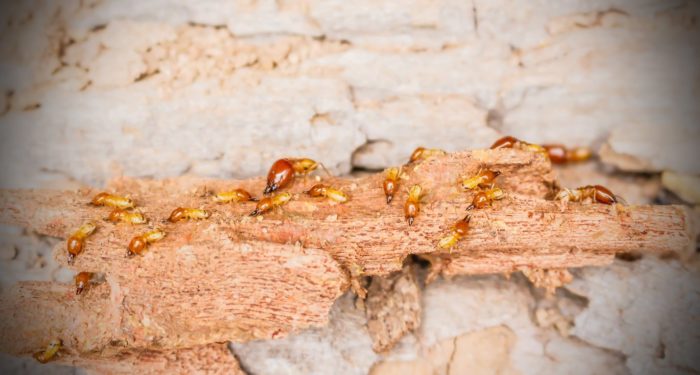 Termite in wood