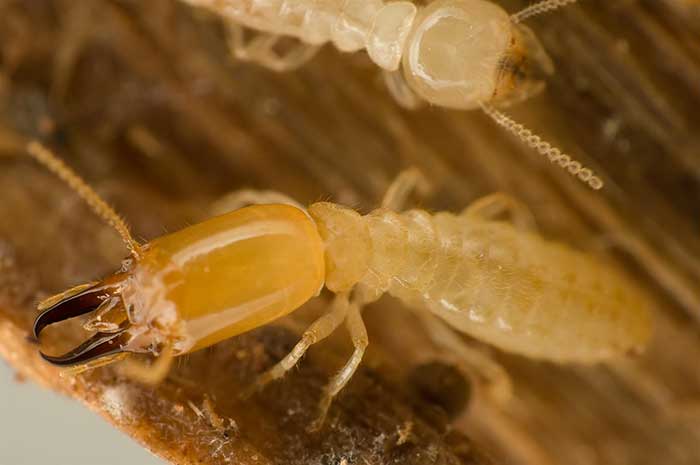  types of termite bee species 