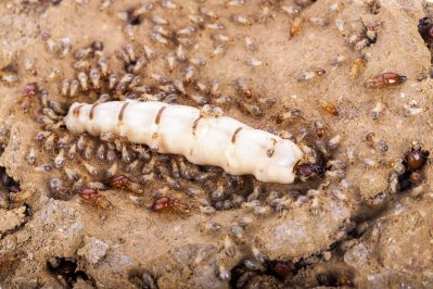 Termites can be a major headache