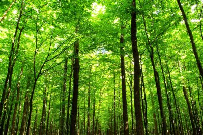 Termites Won’t Infest Homes That Have Wooded Areas