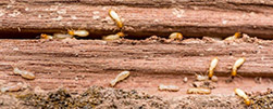 Termites eating wood and MightyMite Termite Services