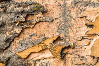Dampwood termites in Northern California