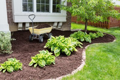 flower beds in backyard