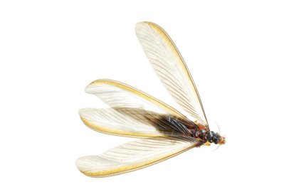 Flying Swarmers are winged termites