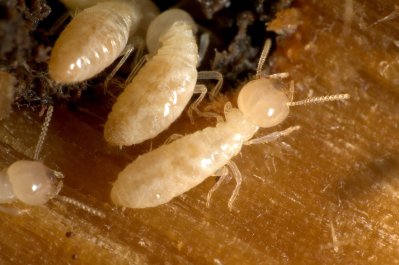 Sign of termite infestation in wood