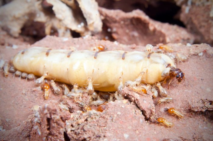 Termites can slowly destroy your home 