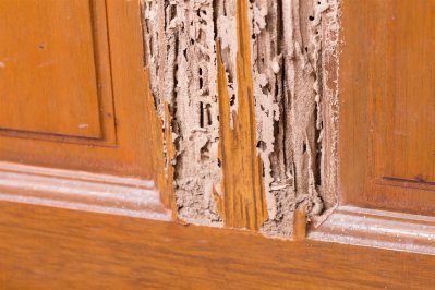 Termite damage to wood floor