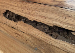 termite damage