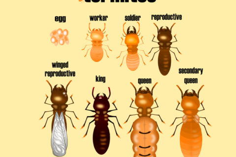 Different types of termites graphic
