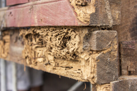 Termite infestation in rotting wood