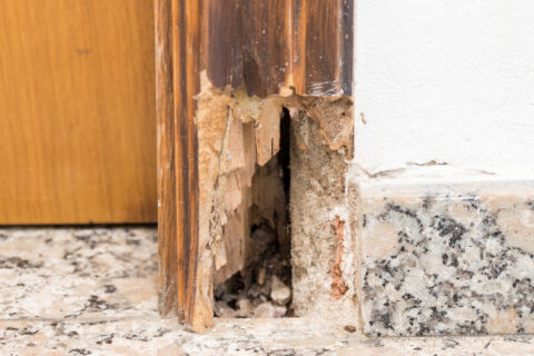 Doorframe damaged by termites