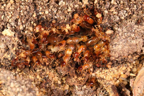 Close up of termites on a mound of dirt