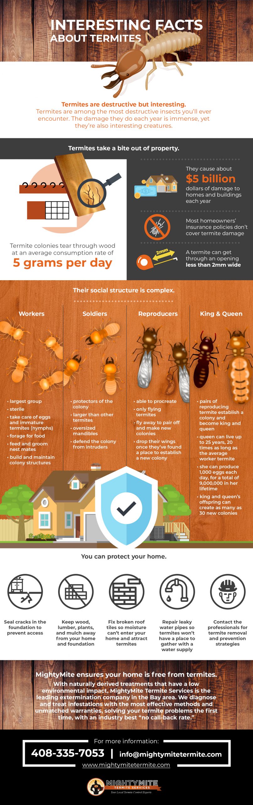 MightyMite Termite facts infographic