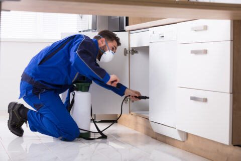 Man Spraying Pesticide In Kitchen