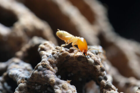 Termites Have Predators