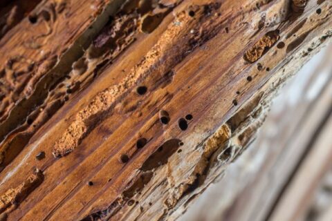 Wooden beam affected by termites