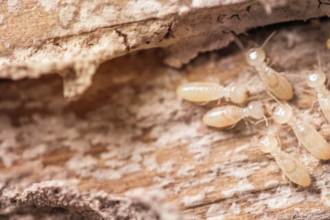 termite larvae eating wood