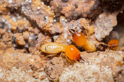Proactive is Better than Reactive with Termites