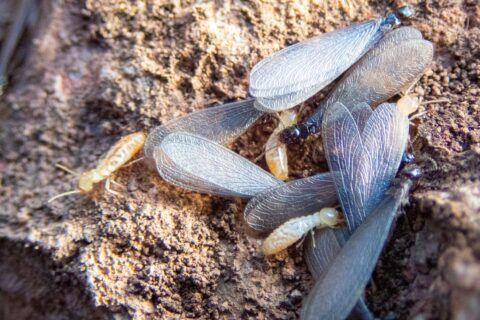 Cousins of the Termite