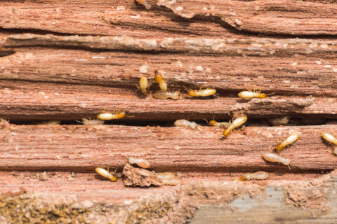 The Ins and Outs of Low Toxicity Termite Control