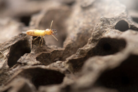 Termites with Termite mound