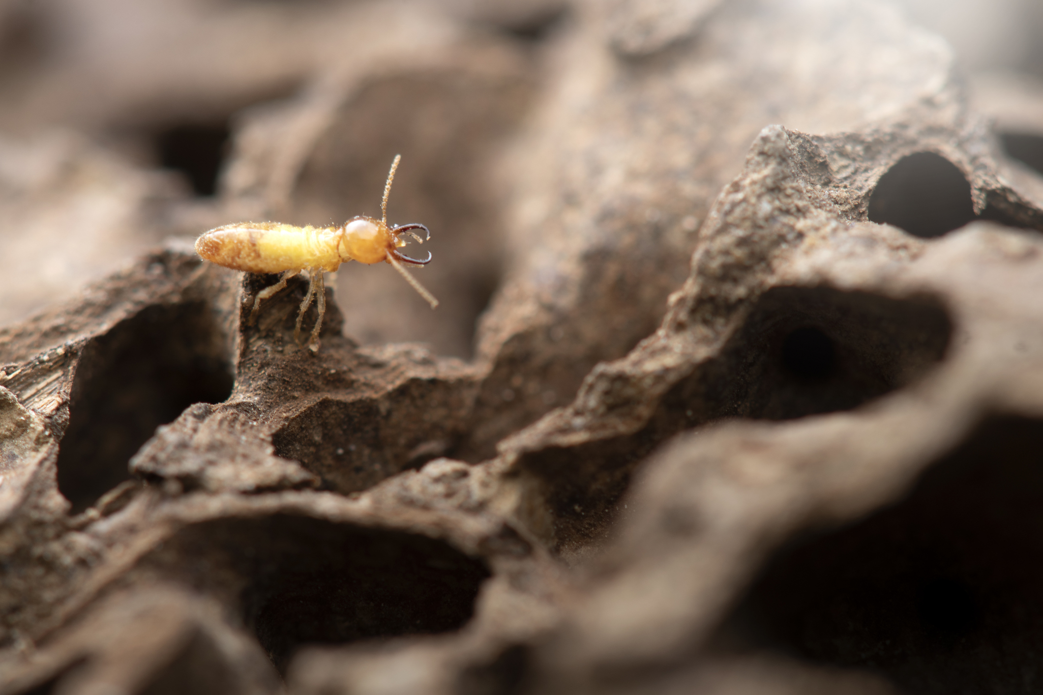 Worst States for Termite Damage MightyMite Termite