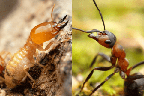 Termites vs ants