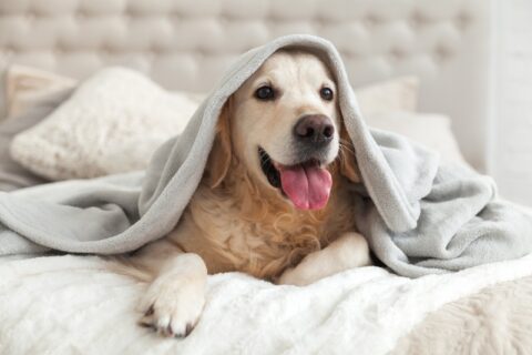 Happy smiling young golden retriever dog