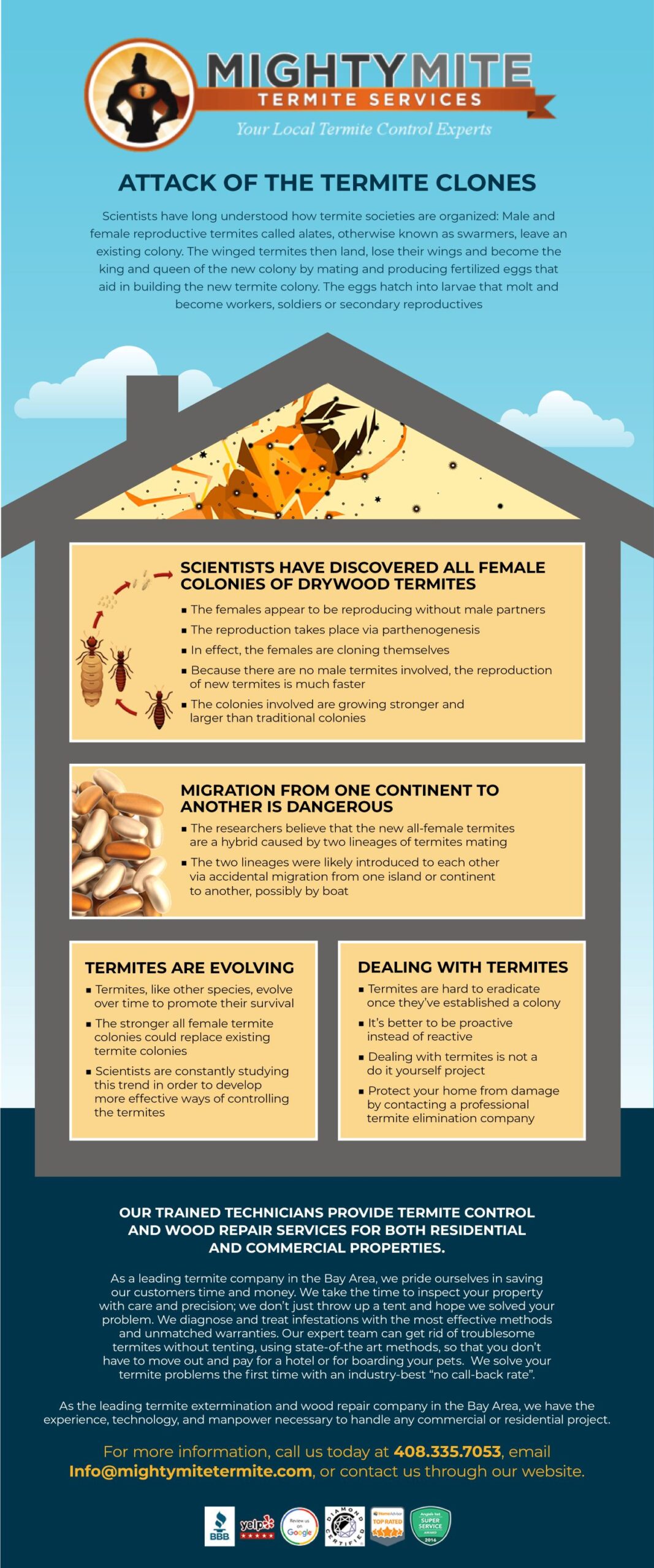 Comprehensive overview of termite infestation signs, impacts, and remedies by Perimeter Glass. 