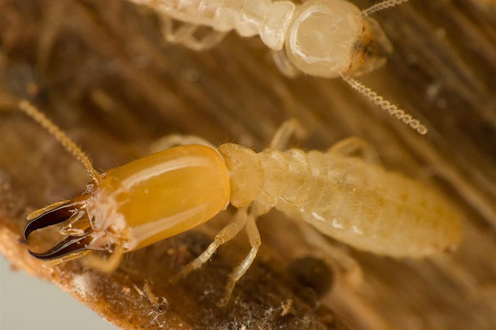 Termite Infestation Treatment in Bay Area, CA