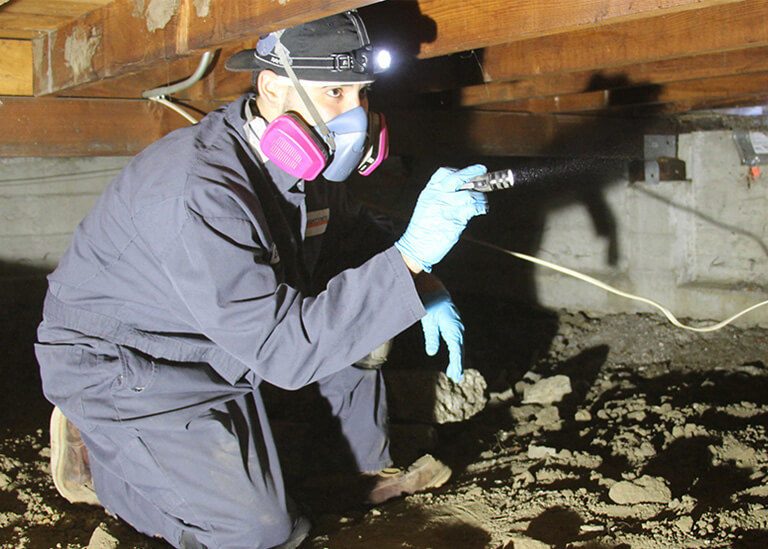 Expert Wood Repair & Termite Control in Bay Area, CA