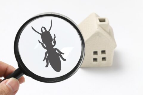 Magnifying Glass Pest Control
