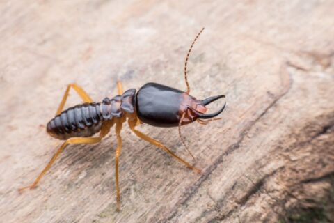 Soldier termite on wood