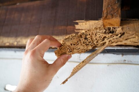 Wood, part of roof house after attack of termite