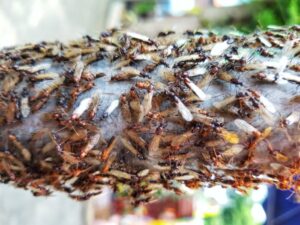 Pest Control services for termite swarmers in Bay Area, CA