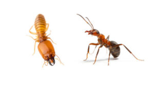 Termites vs Ants by Mightlymite termite in Bay Area, CA