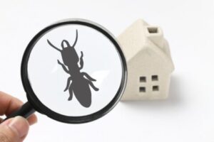 Termite solutions in Bay Area, CA