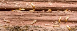 Termites in california