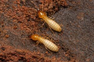 Termites solution in Bay Area, CA