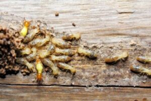 Tips to avoid termites by Mightlymite termite in Bay Area, CA