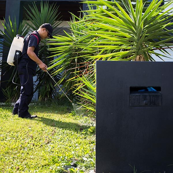 Professional termite control process in Bay Area, CA