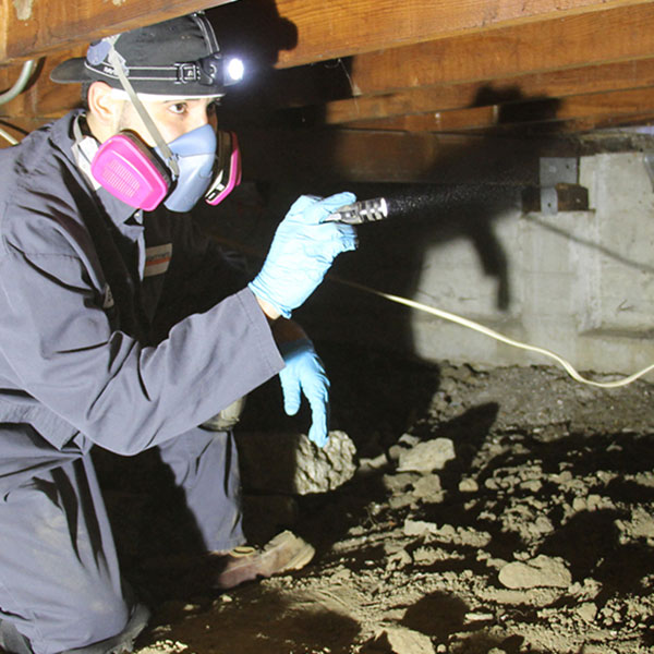 Inspector checking for termites in Bay Area, CA