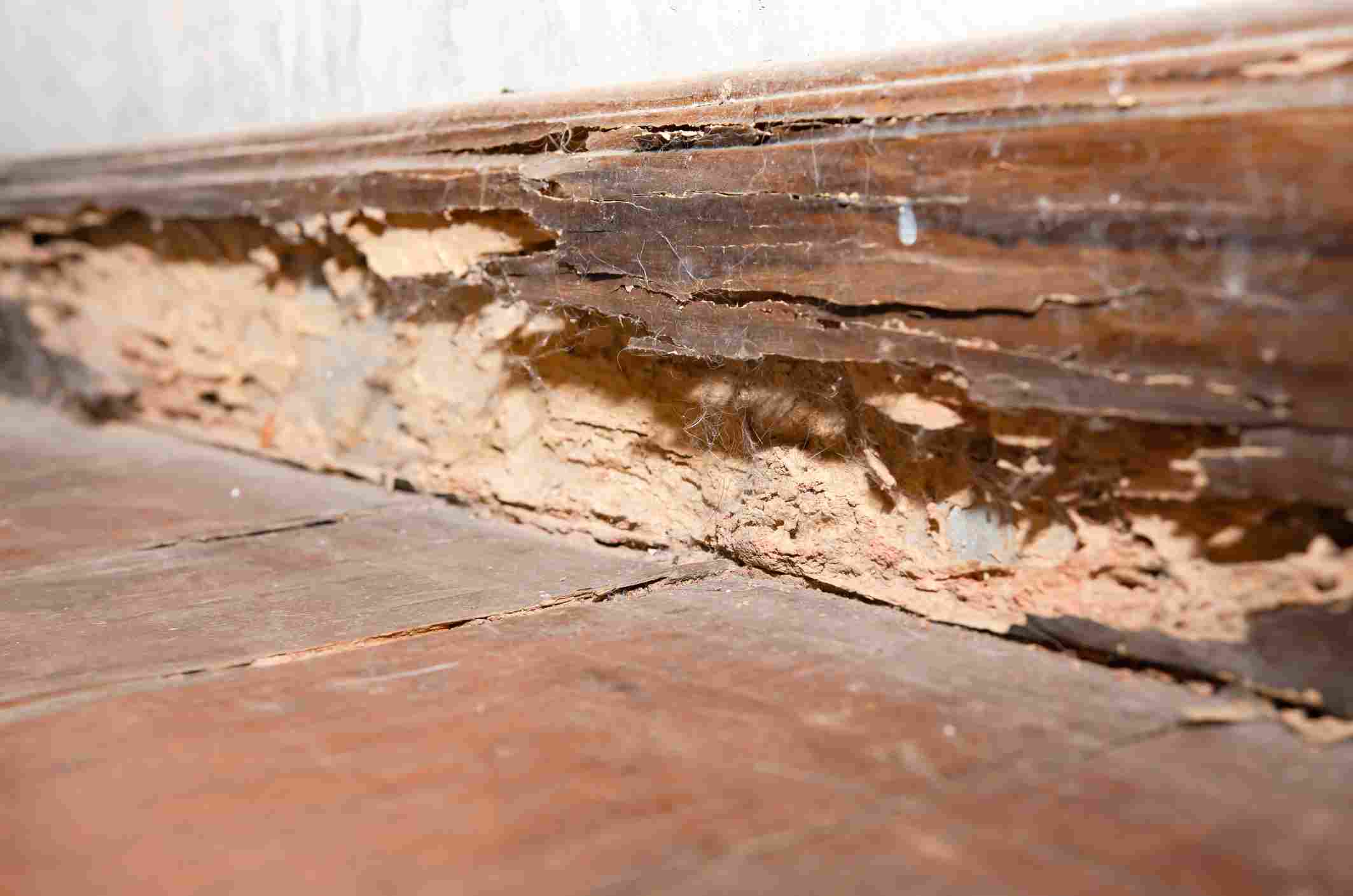 Severely damaged wooden door infested by subterranean termites in the Bay Area, CA.