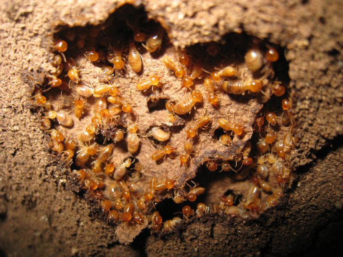 Subterranean termites in Bay Area, CA