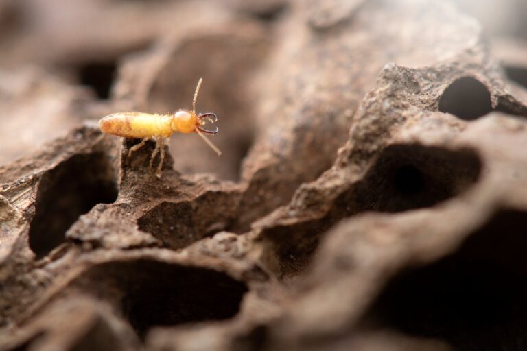 How to Build a Termite Barrier Around Your Home