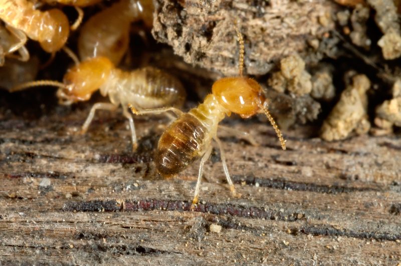 Termites at work in Bay Area, CA