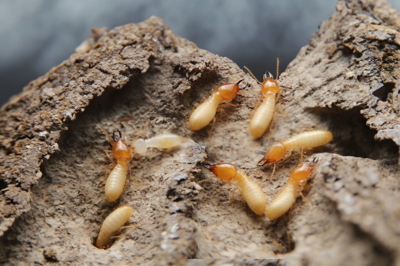 Termites in the nest in Bay Area, CA