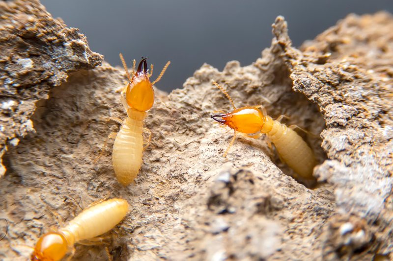 Termites in the nest in Bay Area, CA