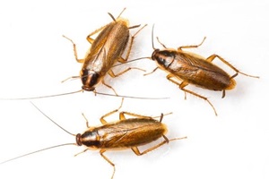 cockroach