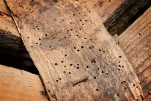 Structural property damage caused by termite infestation in the Bay Area, CA